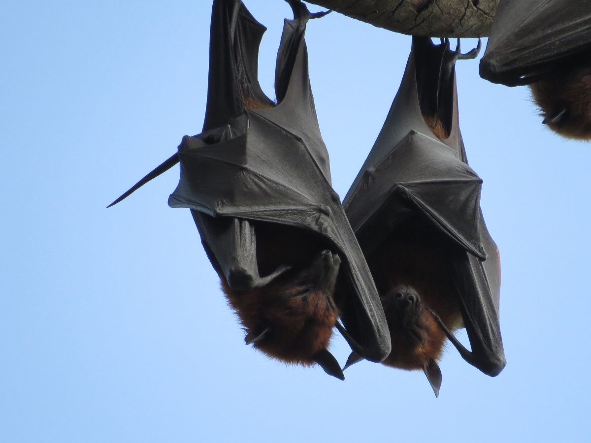 Гамбийский эполетовый крылан