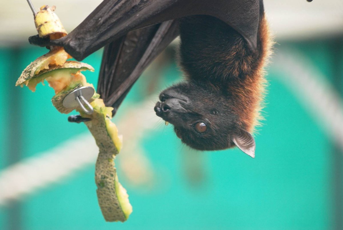 Летучие лисицы на Мальдивах