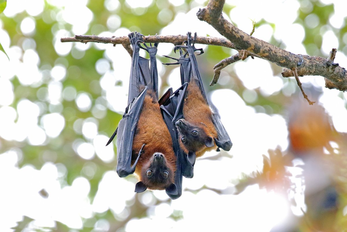 Крылан летучая лисица