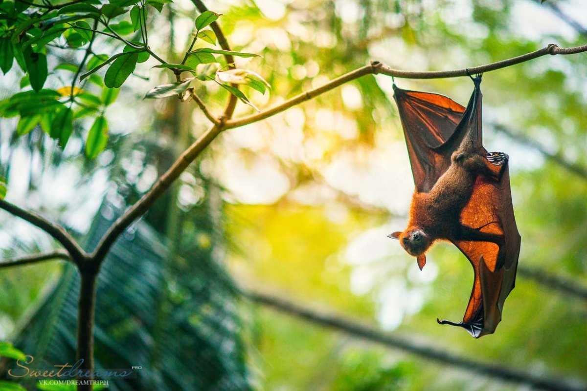 А-22 «летучая лисица»