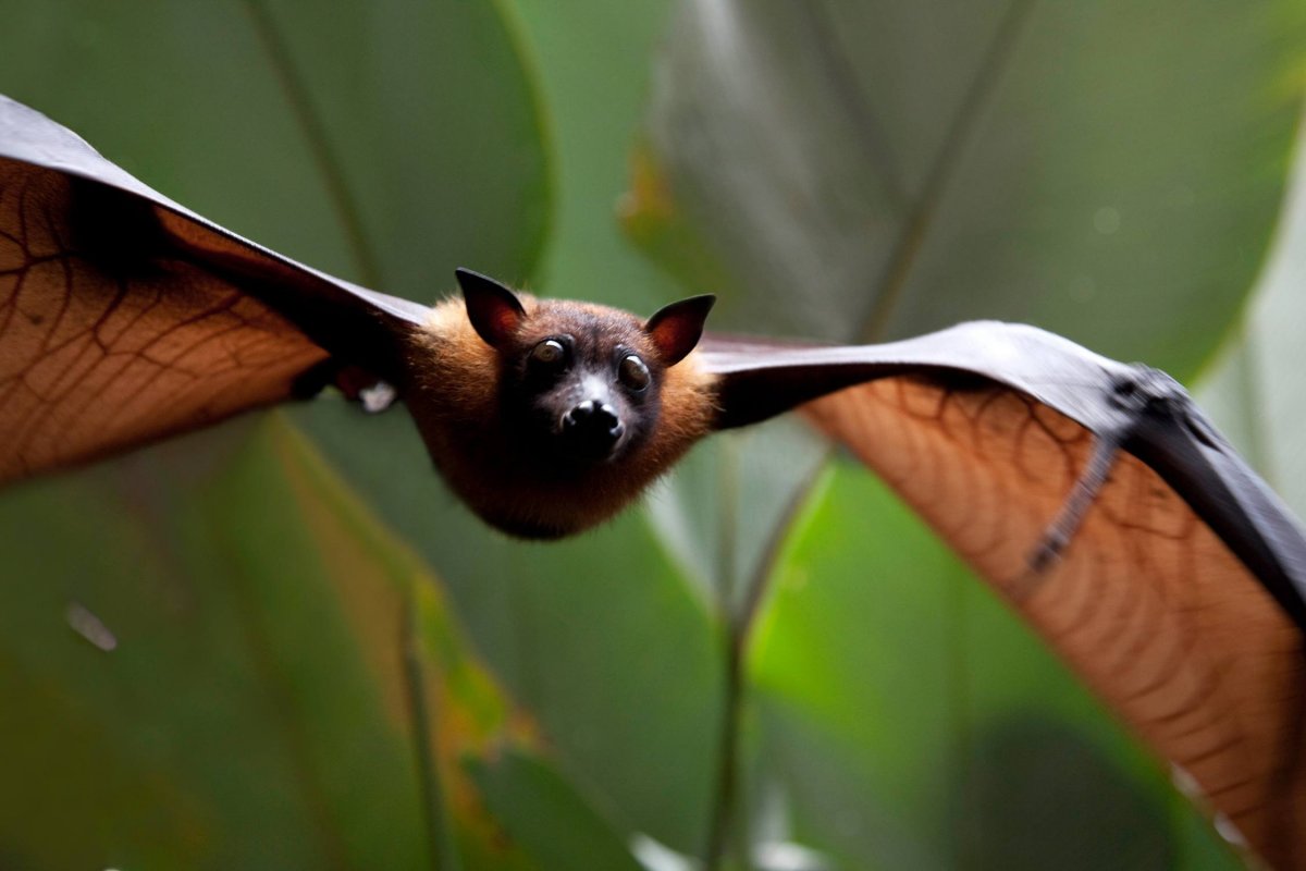 Мадагаскарский крылан