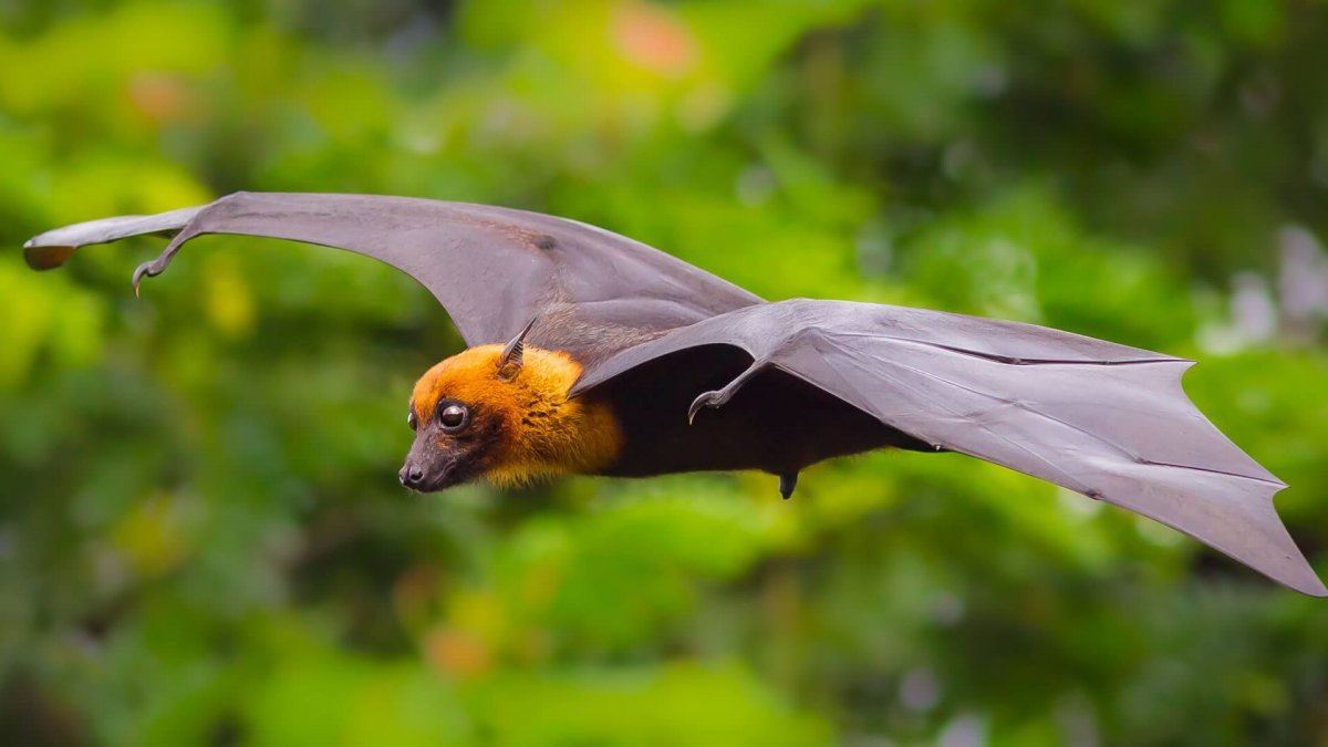 Летучая лисица Занзибар