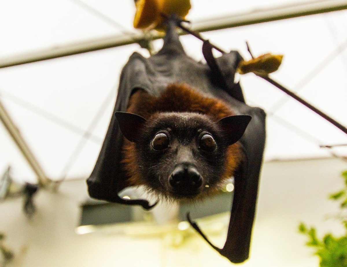 Летучая мышь тропиков