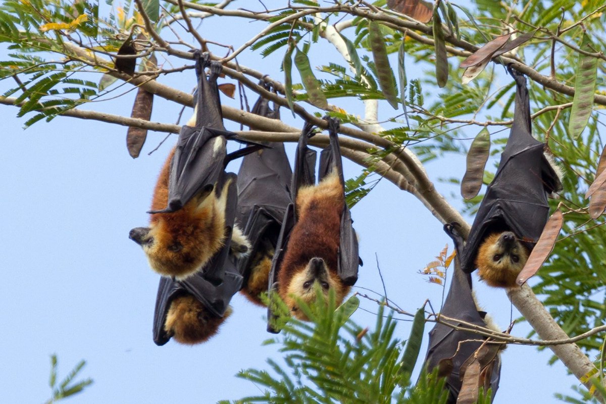 Черная летучая лисица