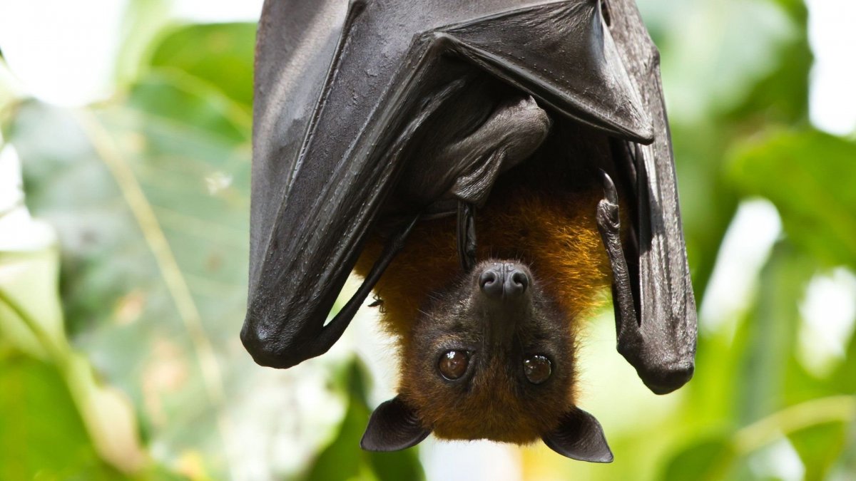 Гуамская летучая лисица