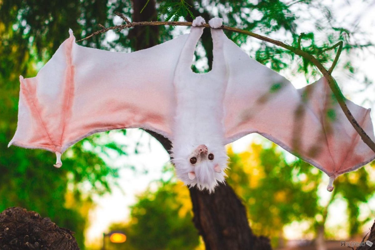 Крылан Барни