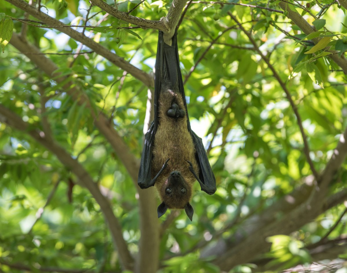 Кулан летучие лисицы