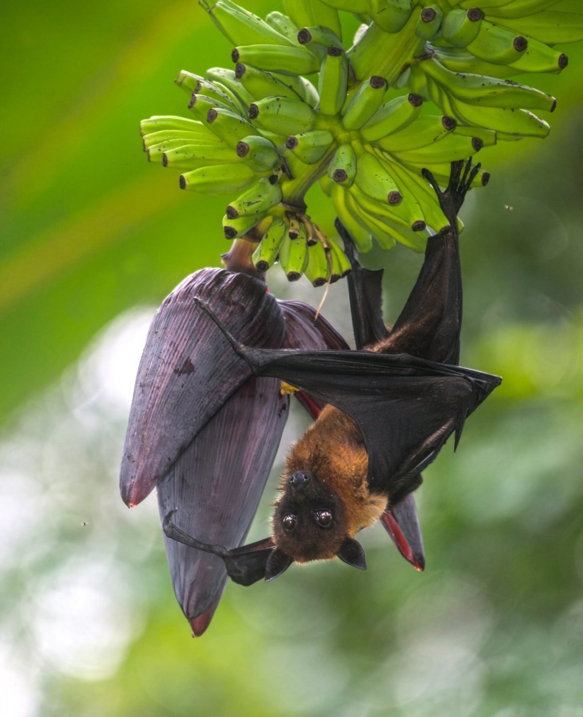 Сингапурский зоопарк малайская летающая лисица