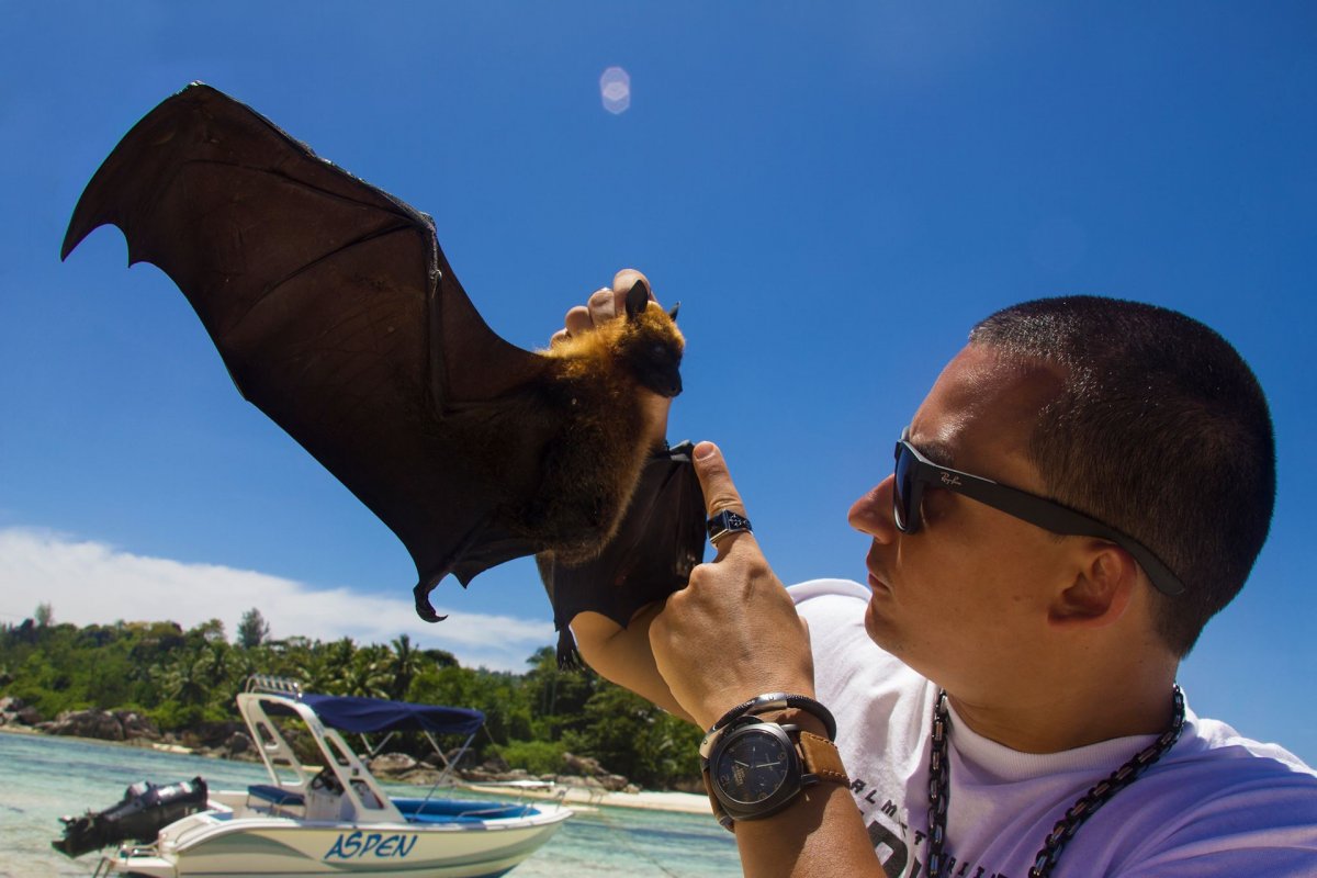 Летучие лисицы на Мальдивах