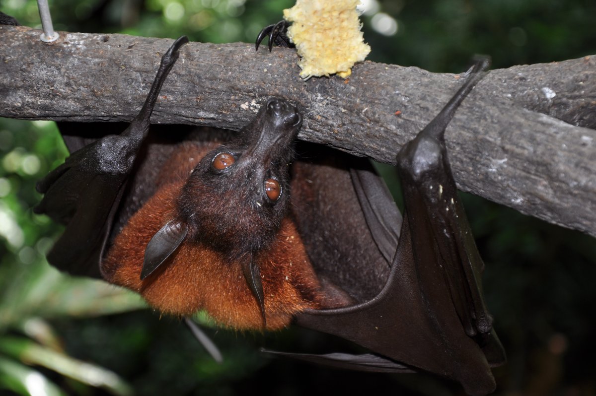 Крылан летучая лисица альбинос