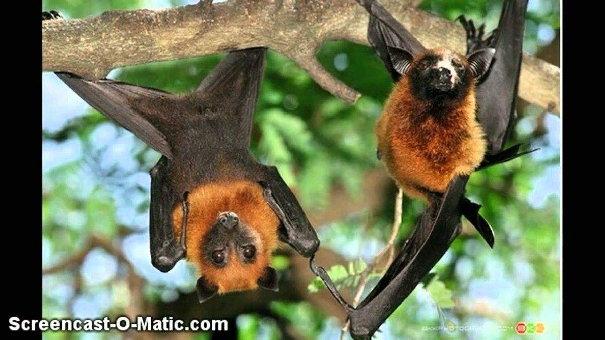 Летучая мышь крылан