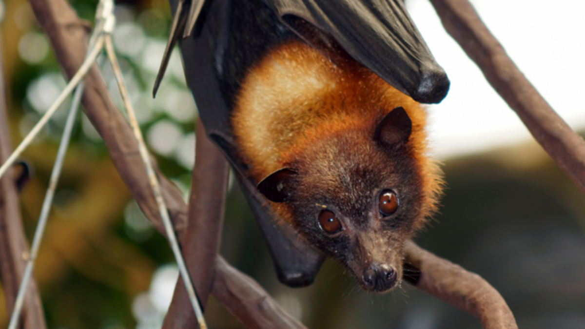 Flying Foxes Моби