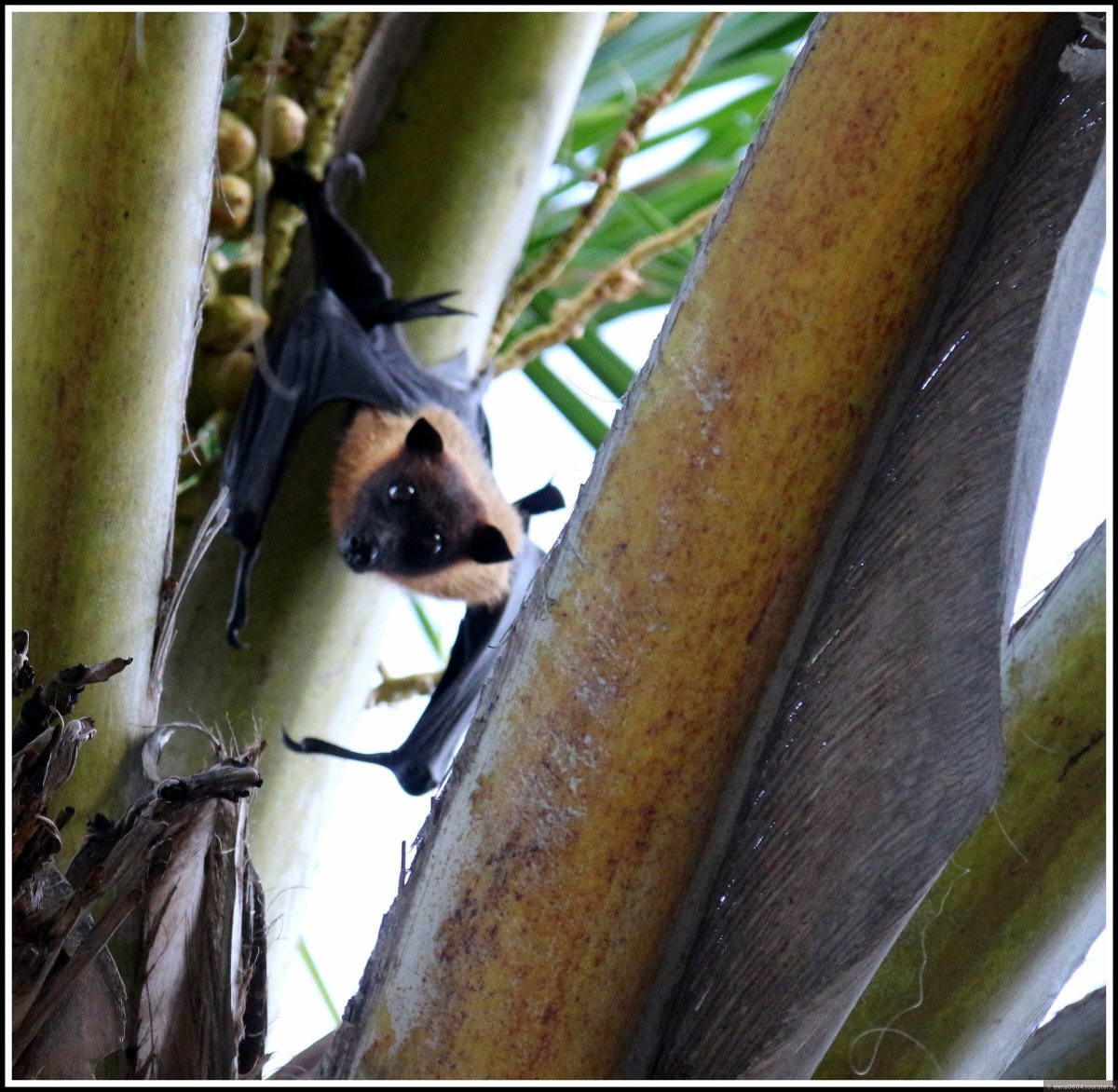 Мадагаскарский крылан