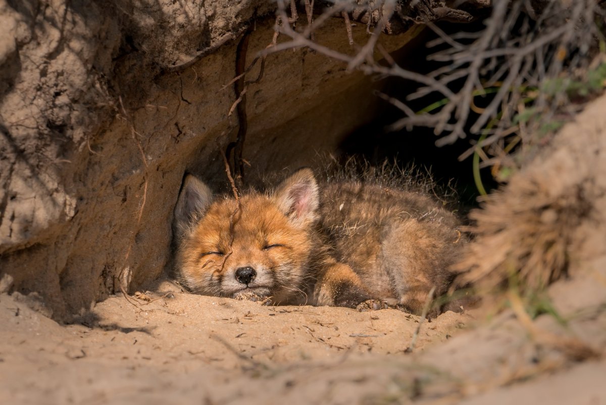 Лиса с лисятами в норе