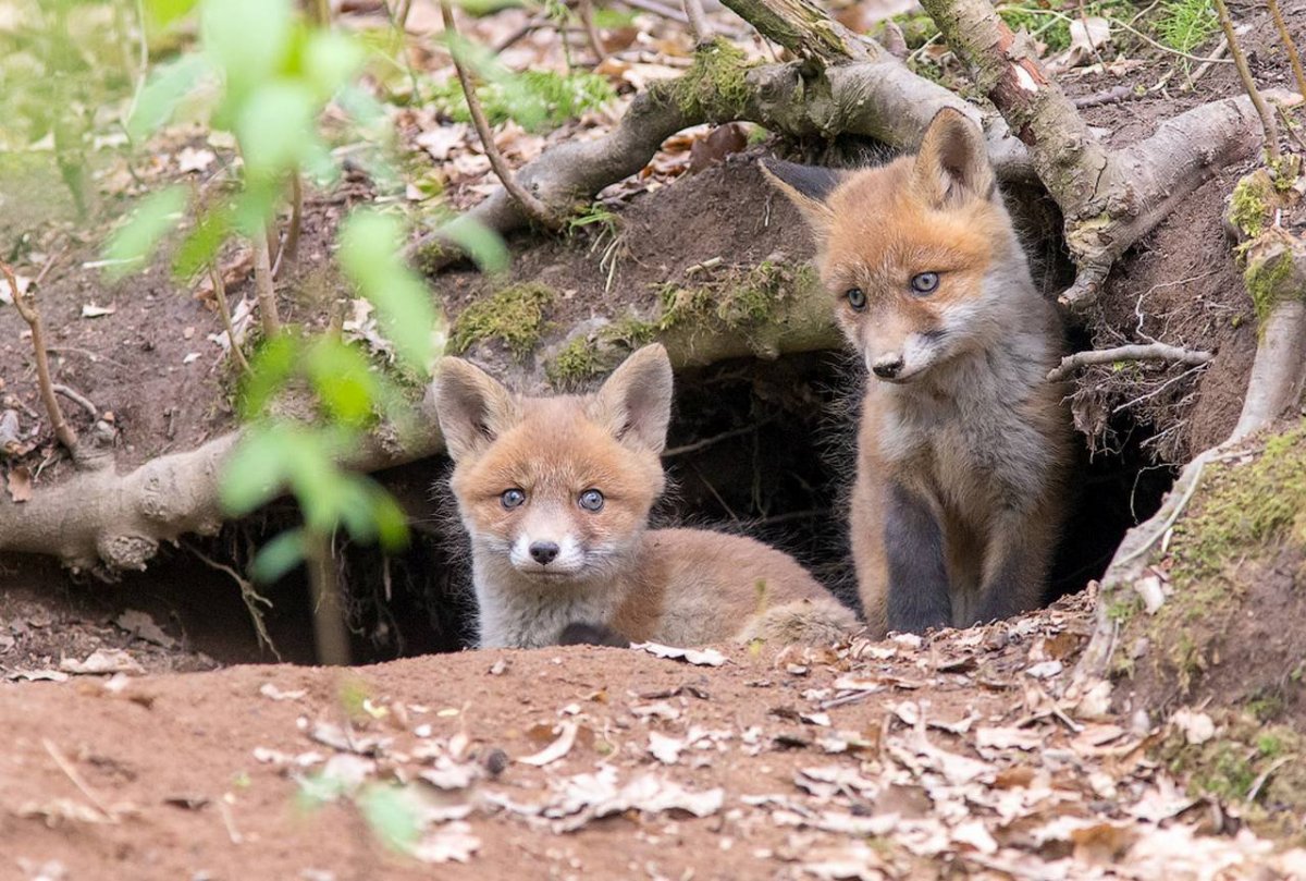 Лисья Нора в лесу