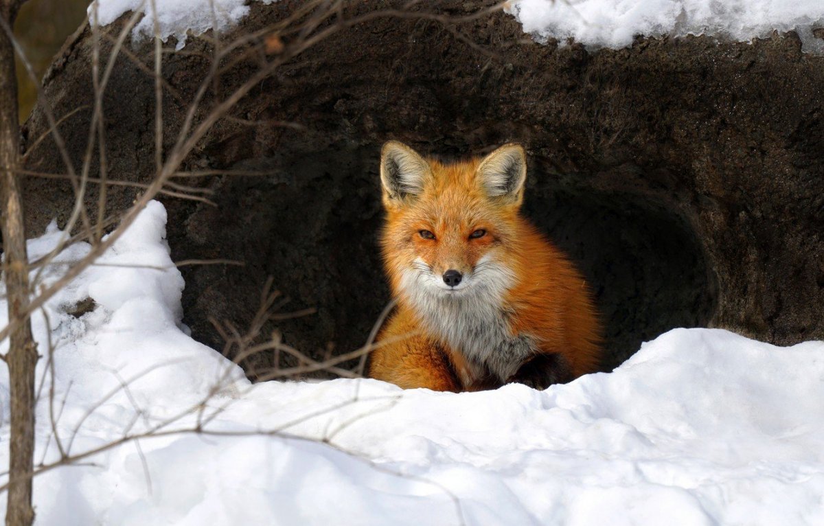 Лисья Нора для детей