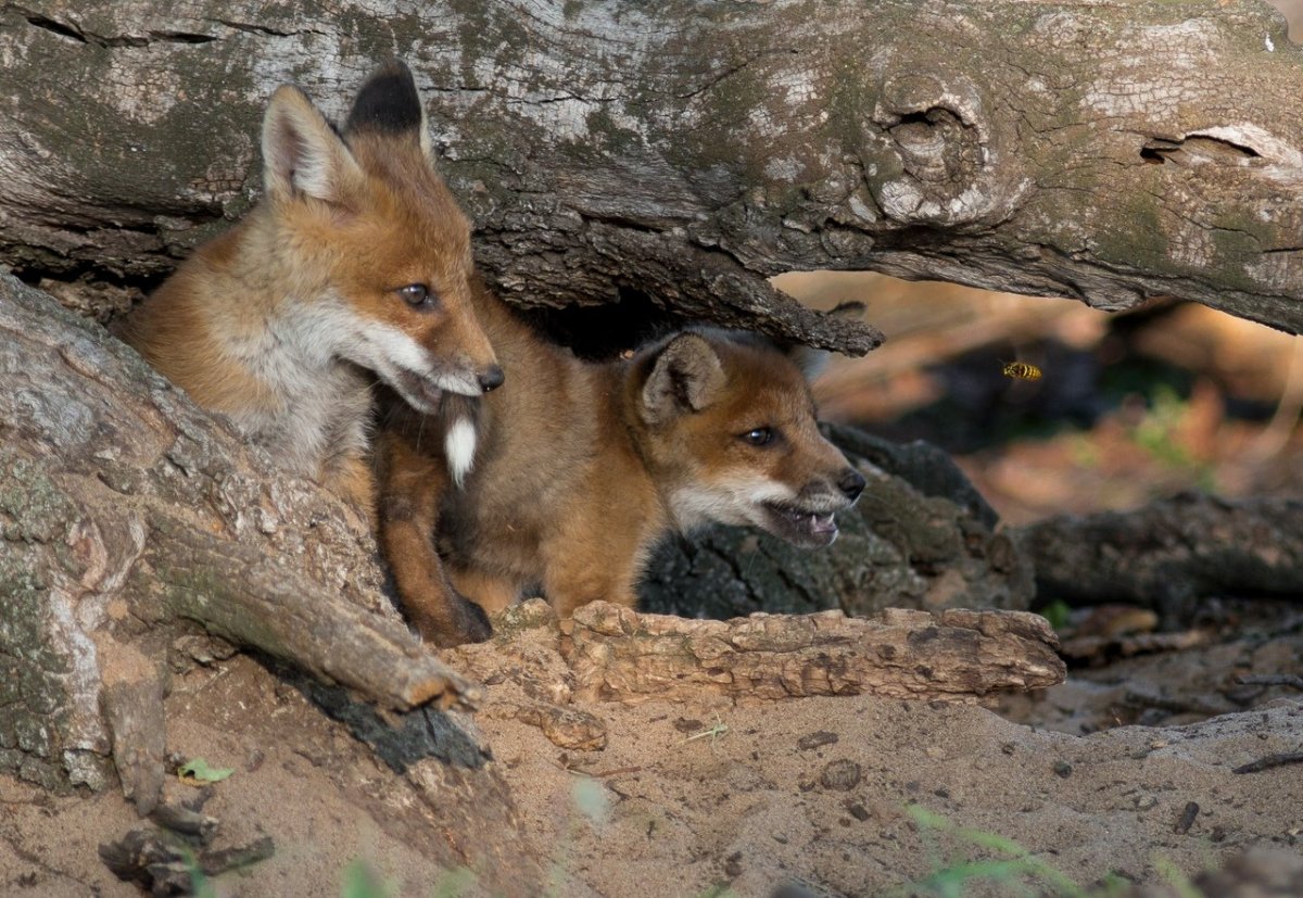 Лисья Нора с лисятами