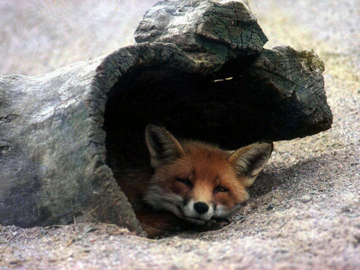 Лисенок в норке