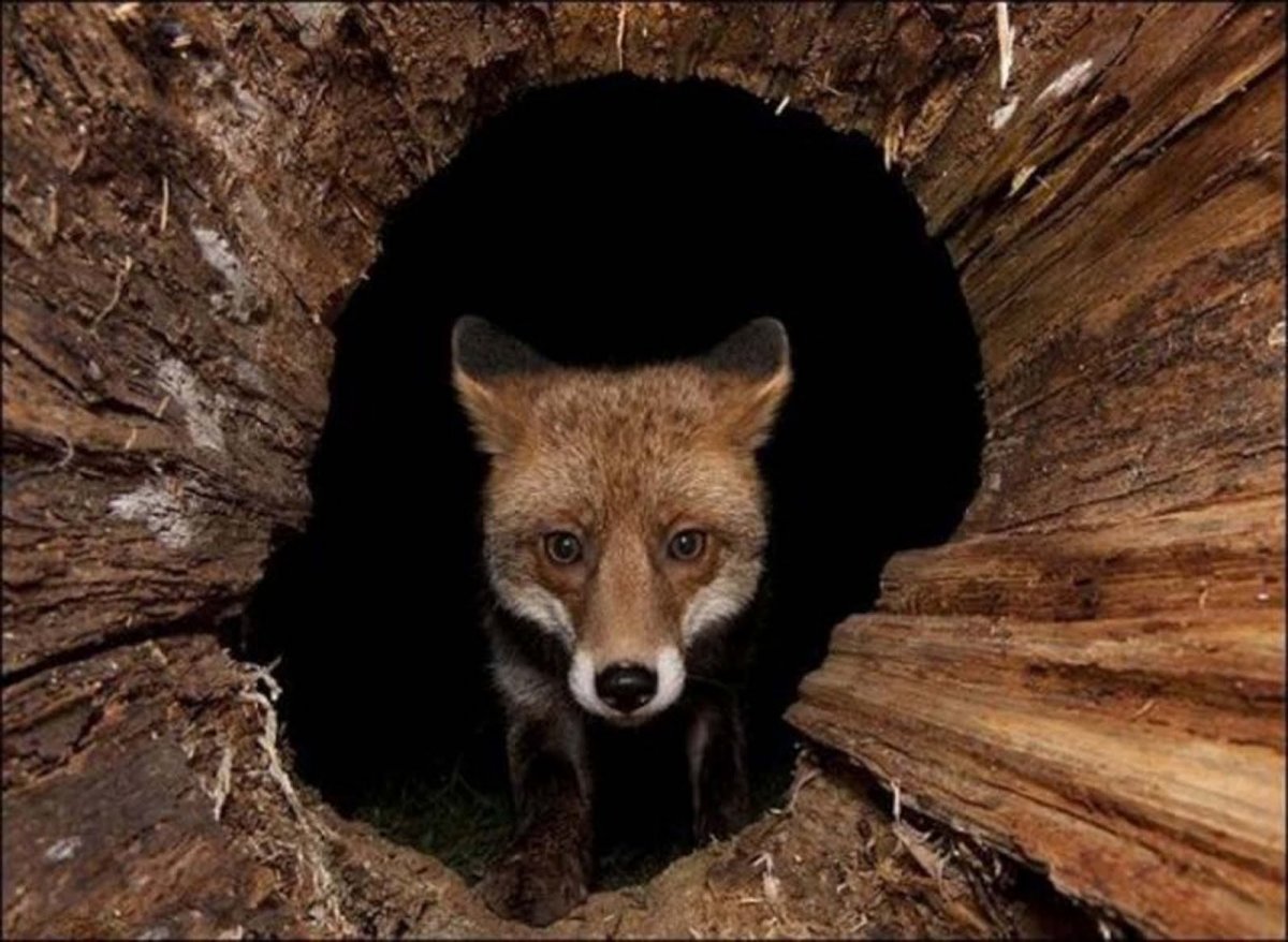 Лиса выглядывает из Норы