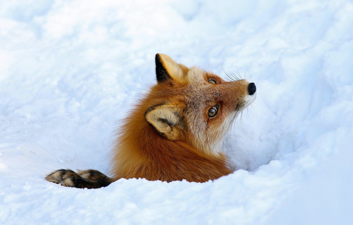 Лиса в норе зима