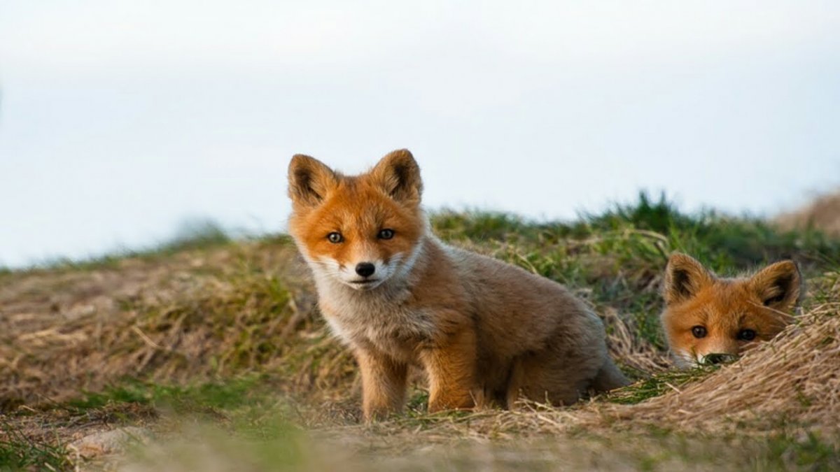 Лиса с лисятами