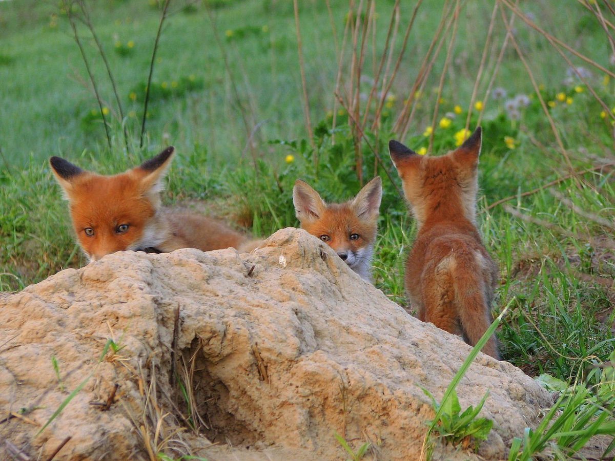 Лисы Лисья Нора