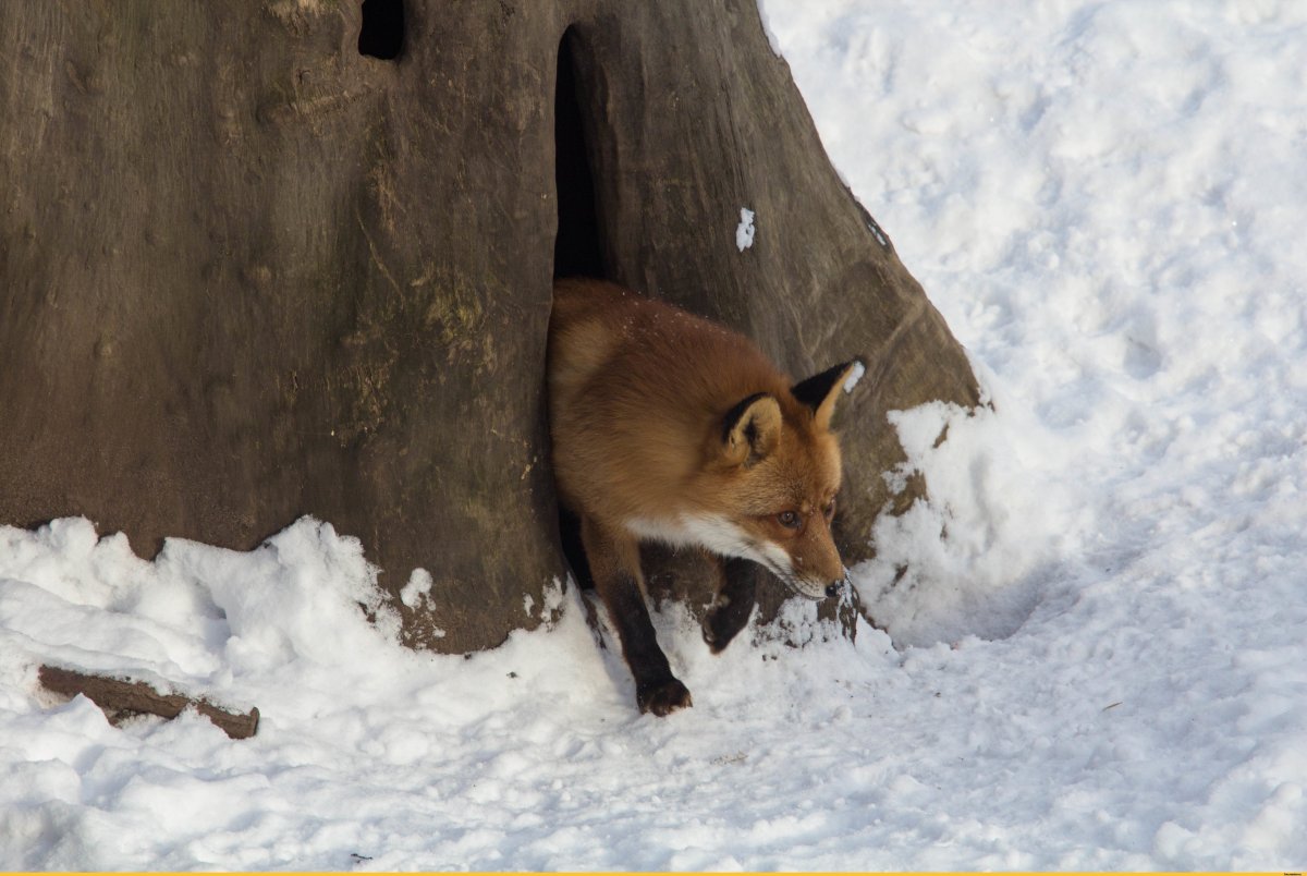 Нора лисы