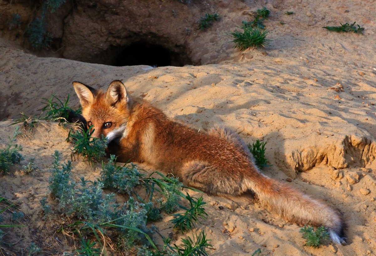 Нора лисы в степи