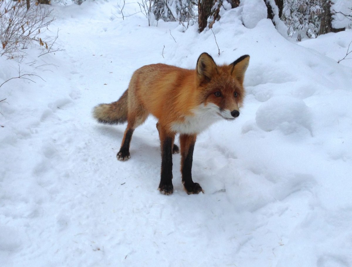 Лиса в норе зимой