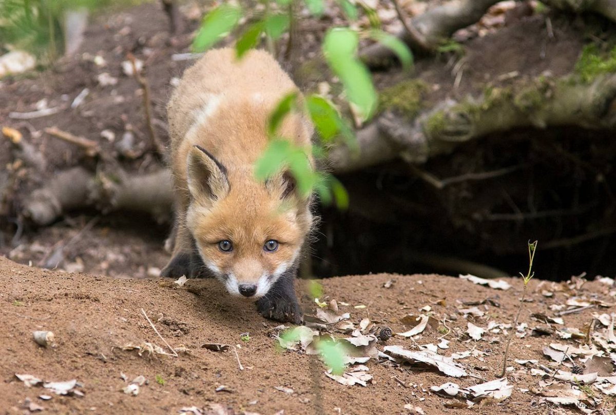 Лисята в норе