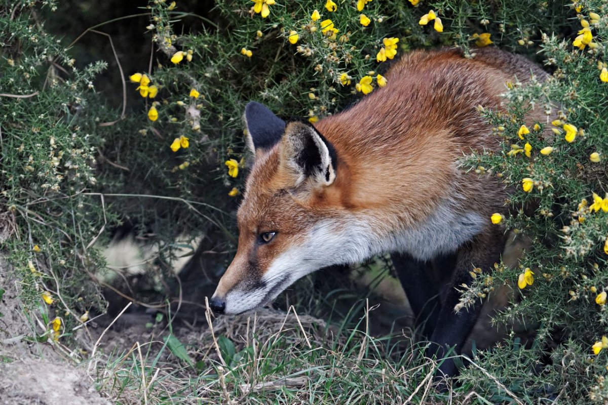 Лиса в норе