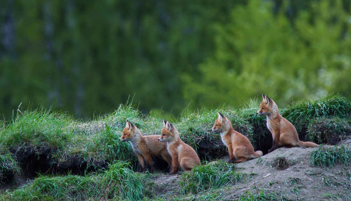 Нора лисы в лесу