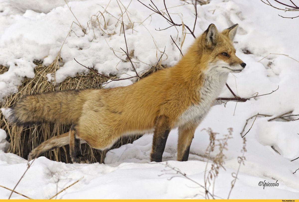 Нора лисы зимой