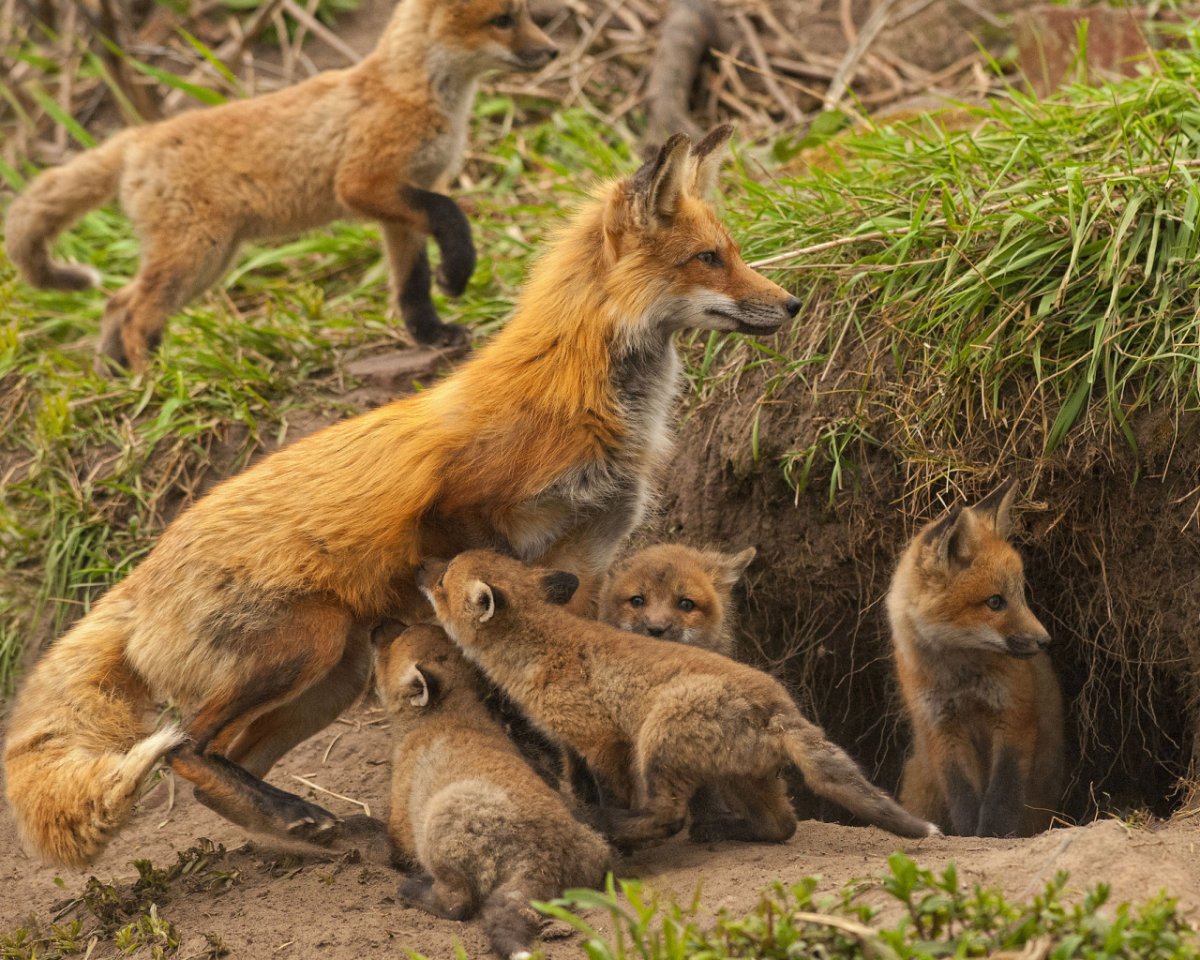 Нора лисы Лисья Нора