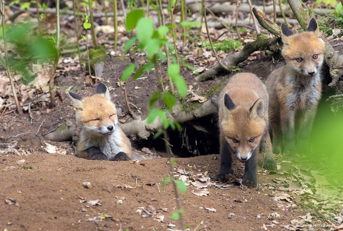 Лисята в норе