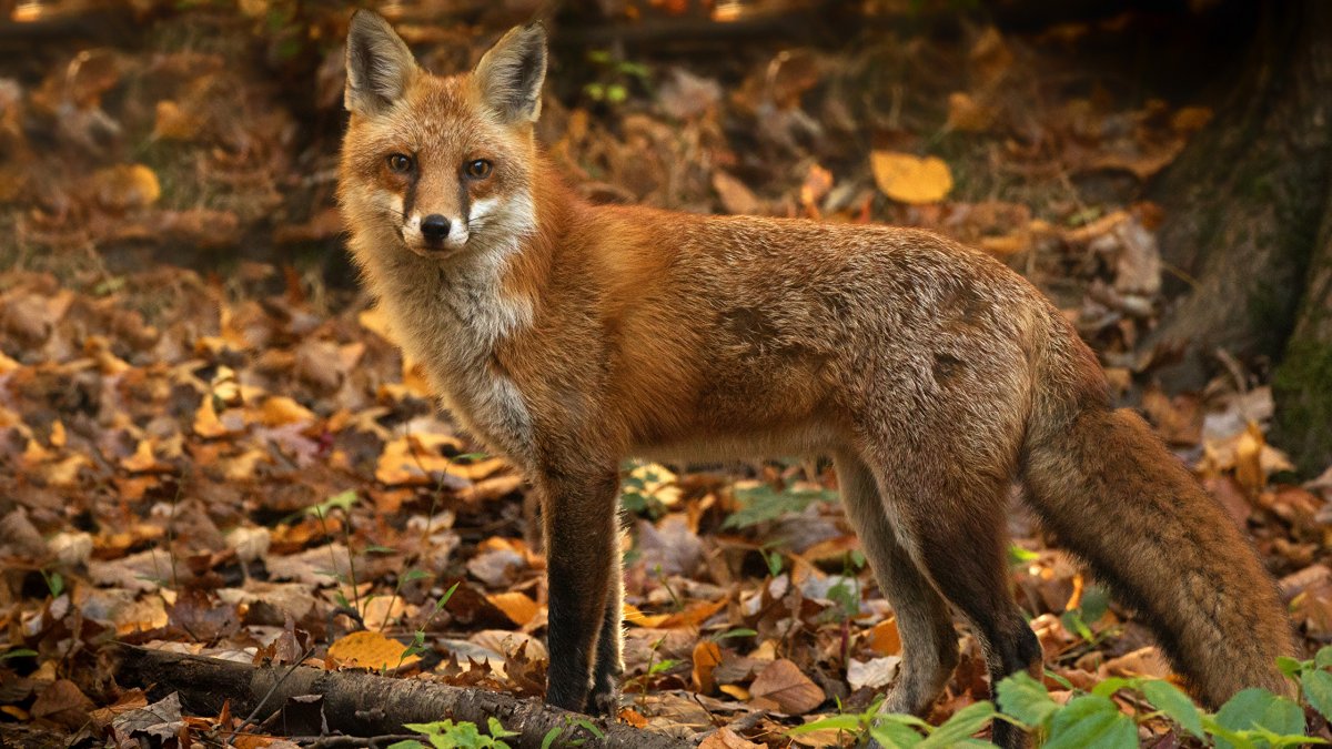 Обыкновенная лисица (Vulpes Vulpes)
