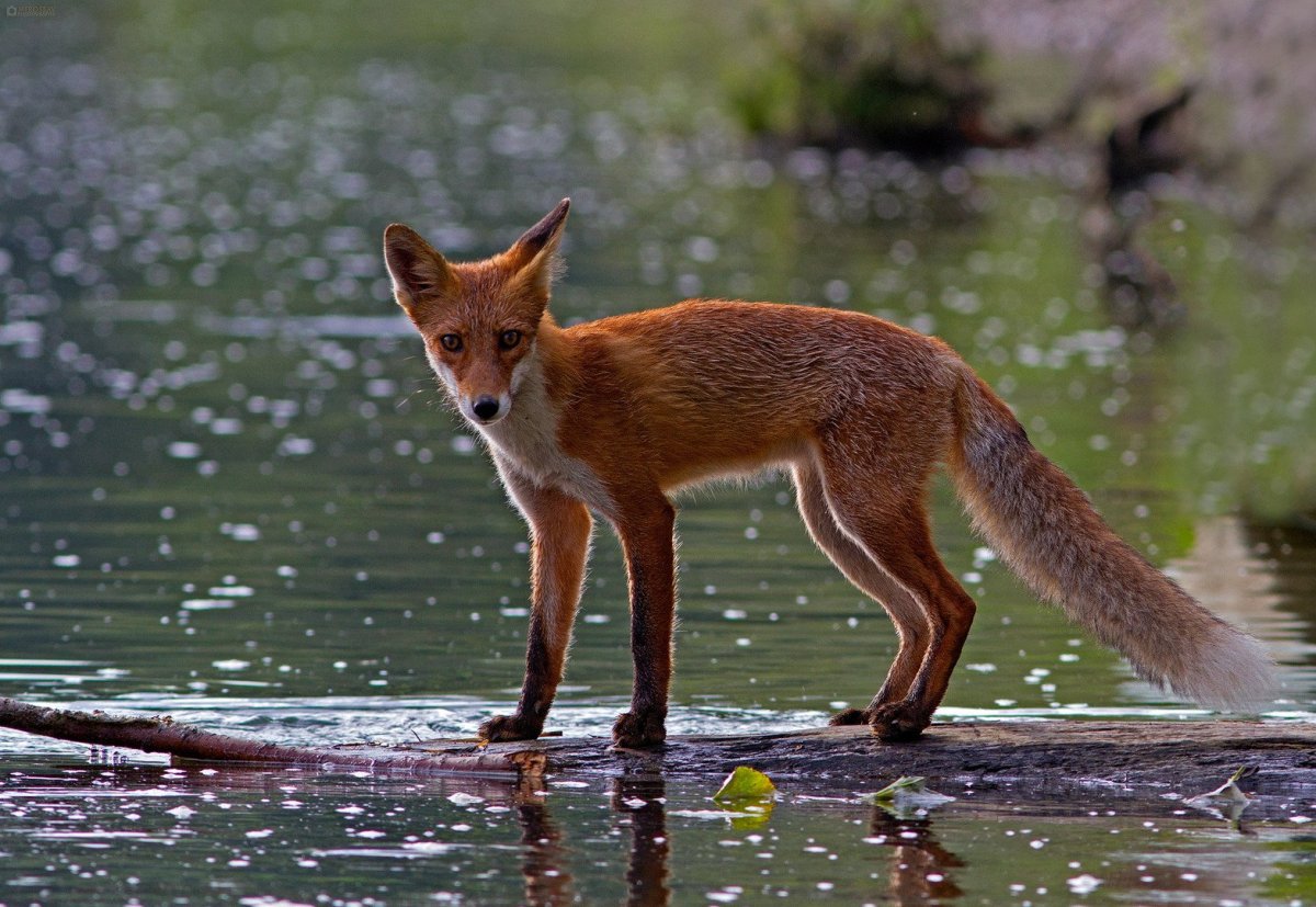 Селекционные лисы