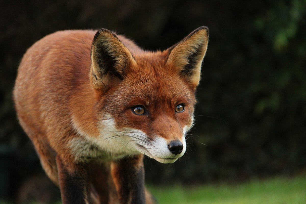 Красивая лиса