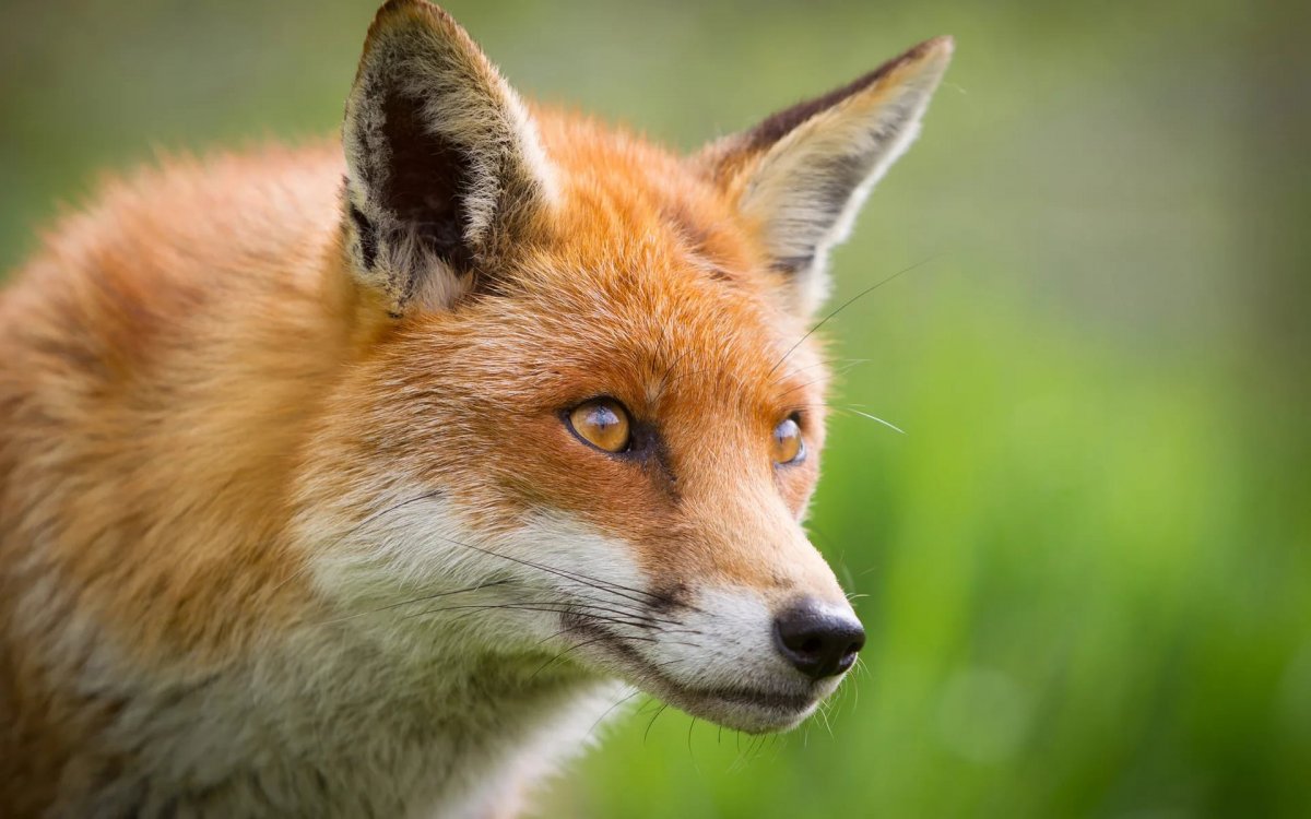 Лисья мордочка