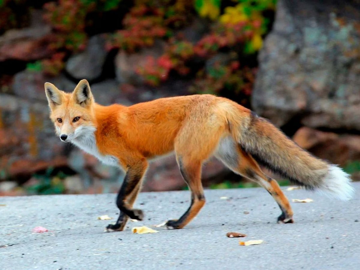 Лисица (Vulpes Vulpes)