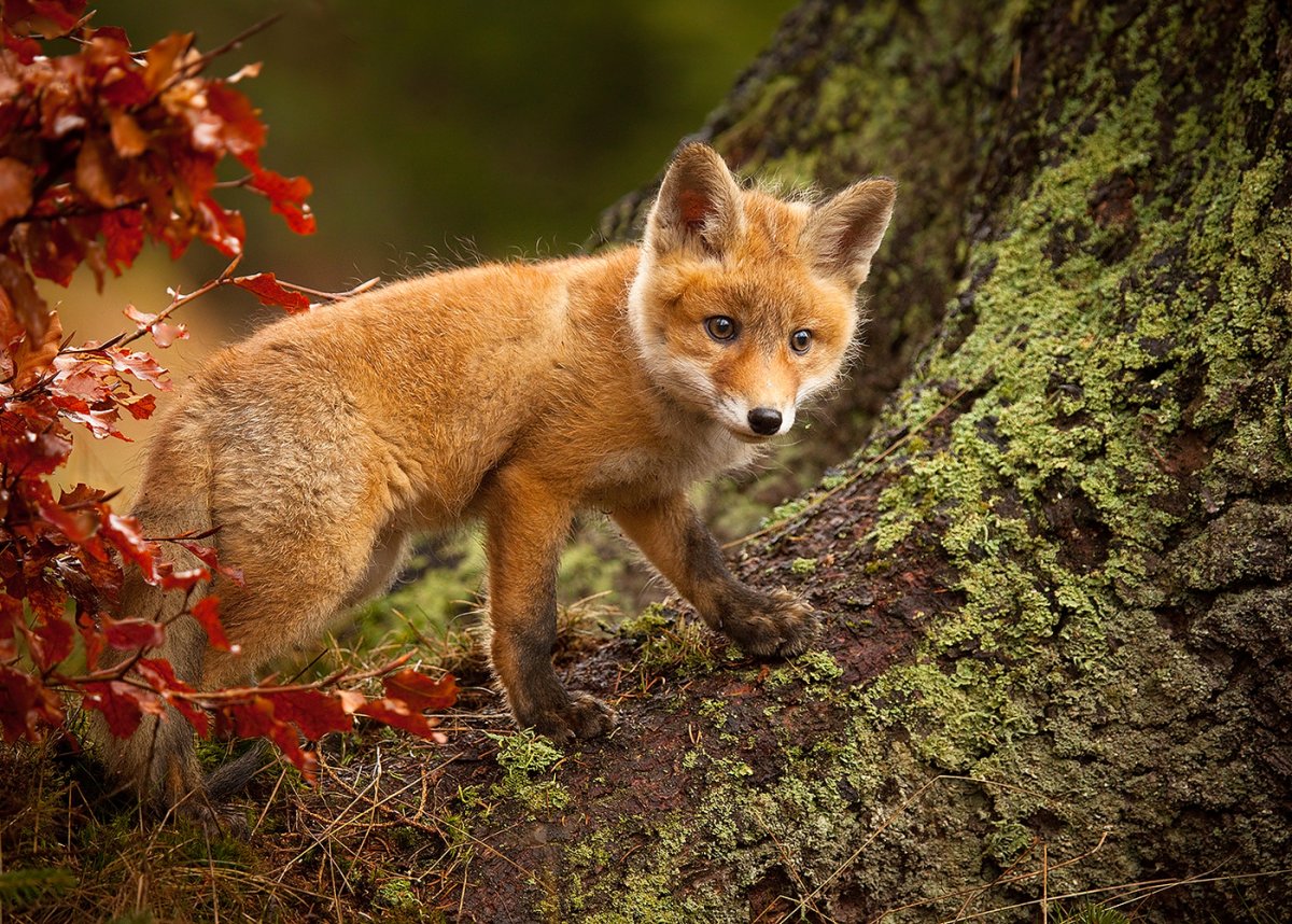 Лисица в тайге