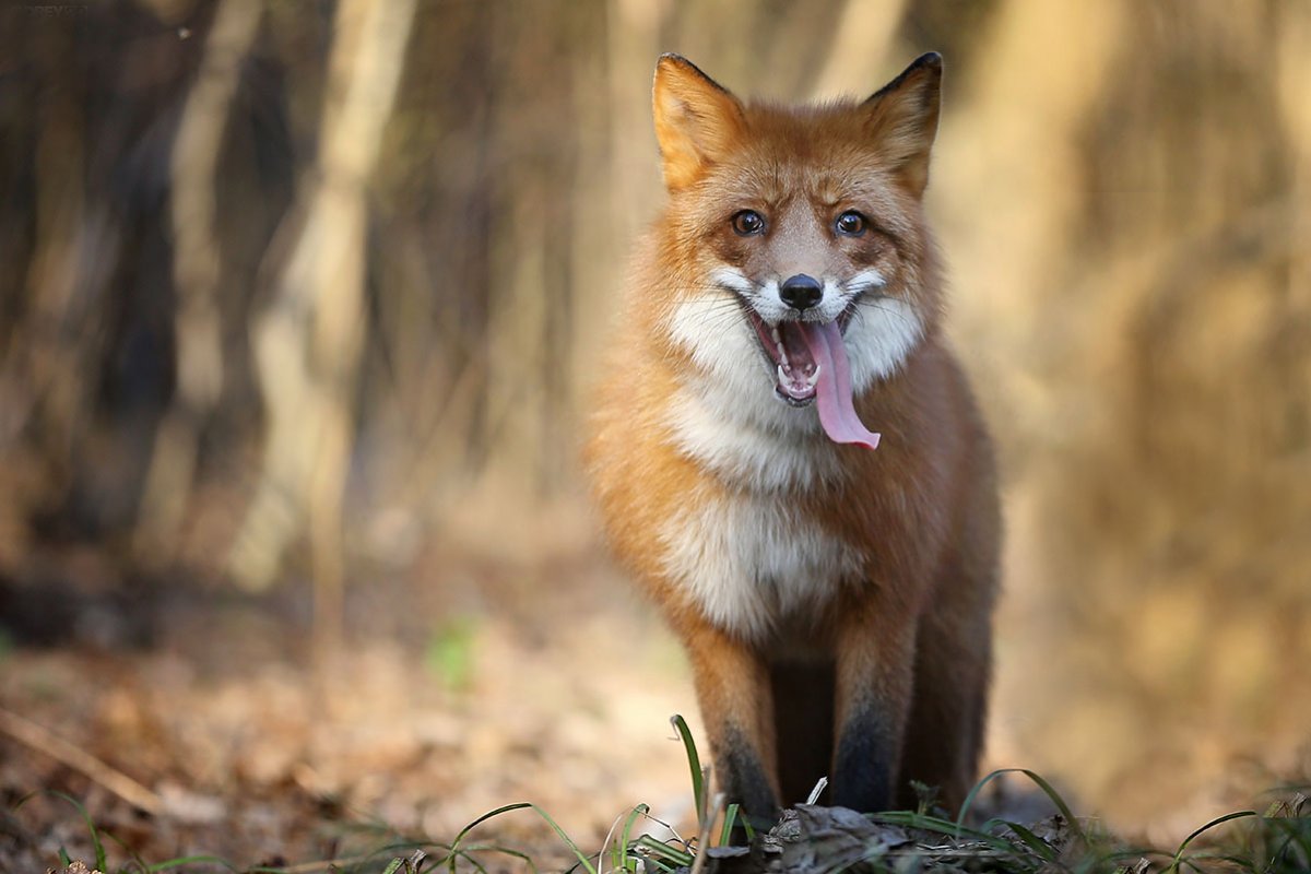 Лисенок осень