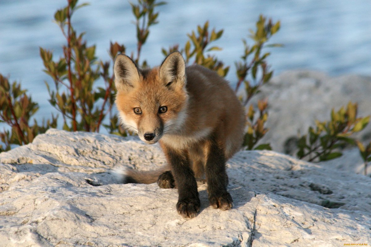 Милая лиса рыба