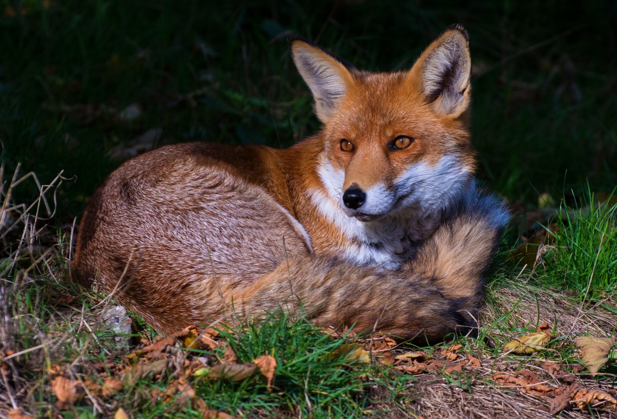 Дальневосточная лиса