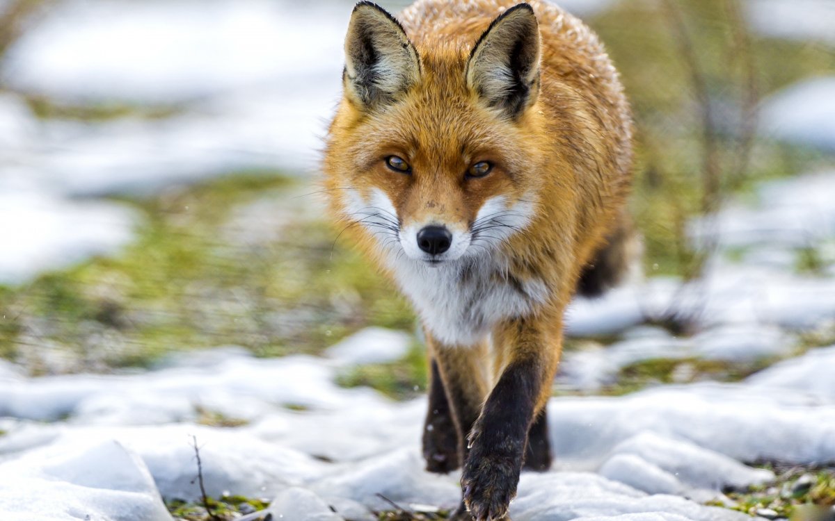 Обыкновенная лисица (рыжая лисица)