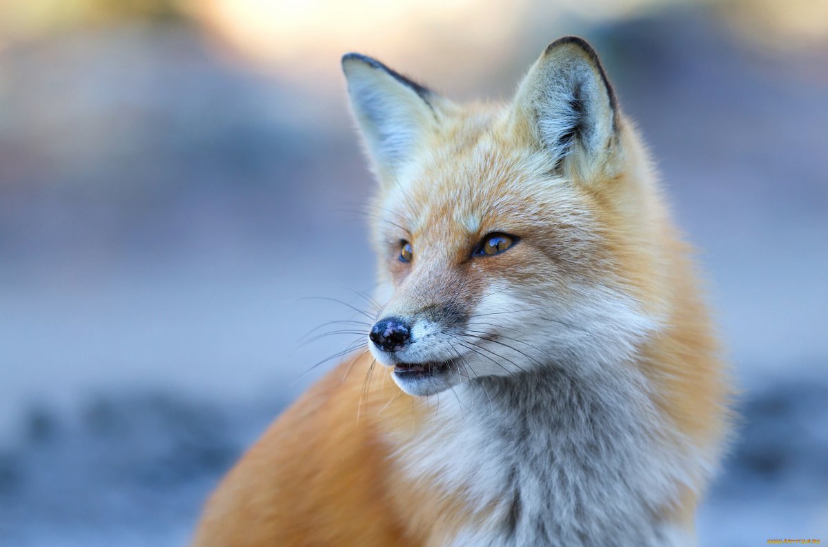 Лисица Хоккайдо