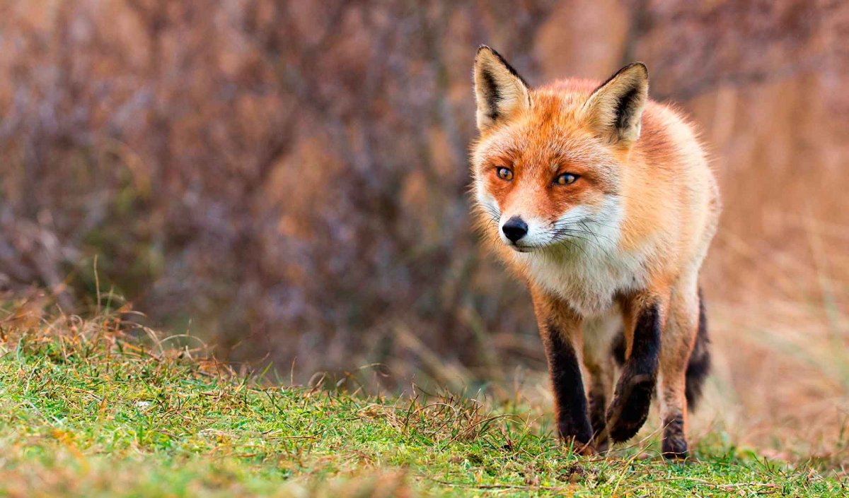 Дикие звери лиса