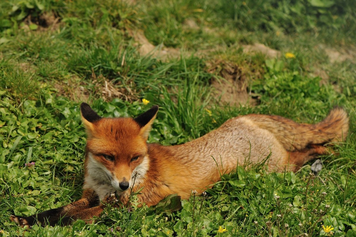 Лисица линька