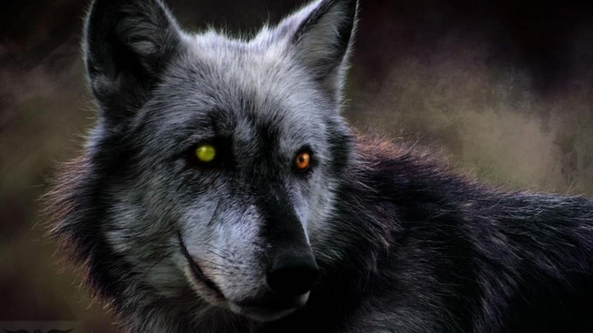 Волкособ Вульф черный