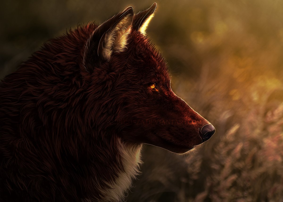 Черный пушистый волк